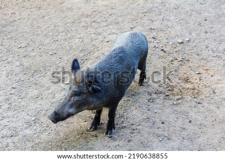 Portrait of wild board, pig, swine, sus scrofa standing on sand land. Wild animal background 