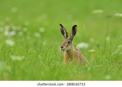 Portrait Of Wild Brown Hare Head Lurking From The Grass