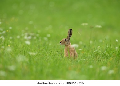 Portrait Of Wild Brown Hare Head Lurking From The Grass