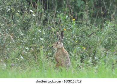 Portrait Of Wild Brown Hare Head Lurking From The Grass