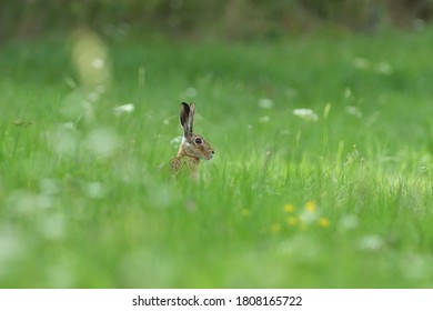 Portrait Of Wild Brown Hare Head Lurking From The Grass