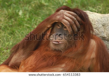 Portrait of wild brown red monkey orangutan Pongo pygmaeus with hand on his head, liying on stone. Sad monkey orangutan with emotion 