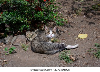 Portrait of a wild cat. Homeless cats on the streets of Tbilisi. gray tiger cat