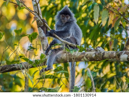 Portrait of a wild cute monkey with a mohawk haircut on his Silvery lutung, also known as the silvered leaf monkey or the silvery langur.