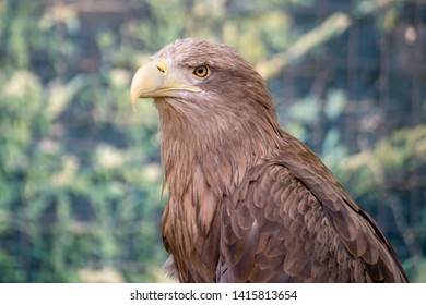 Imágenes Fotos De Stock Y Vectores Sobre Danger Eagle