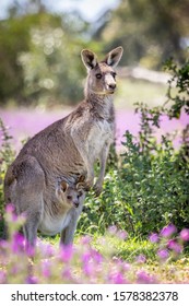 Portrait of a Wild Eastern Grey Kangaroo Mother and Joey, Woodlands, Victoria, Australia, October 2019