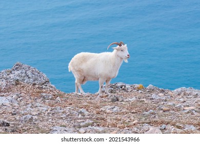 Portrait of wild goat on a mountainside in the daytime on a blue background. - Powered by Shutterstock