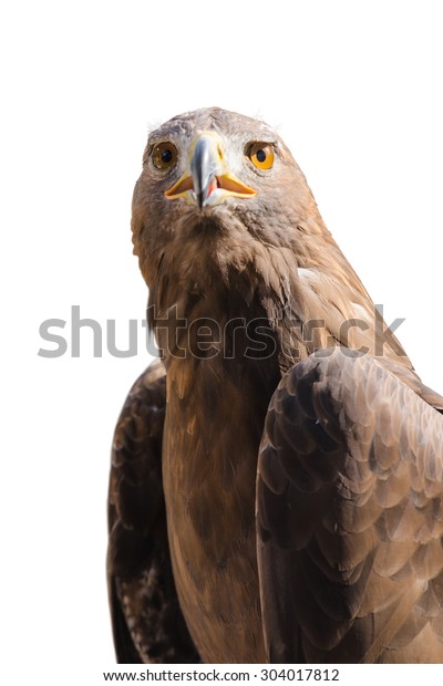 Portrait Wild Golden Eagle Predator Bird Stock Image