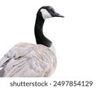  portrait wild goose (Branta canadensis) isolated on white background