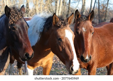 Portrait Of A Wild Horse Head Close-up With Thorns In A Tangled Mane In A Herd Grazing Freely In The Wilderness