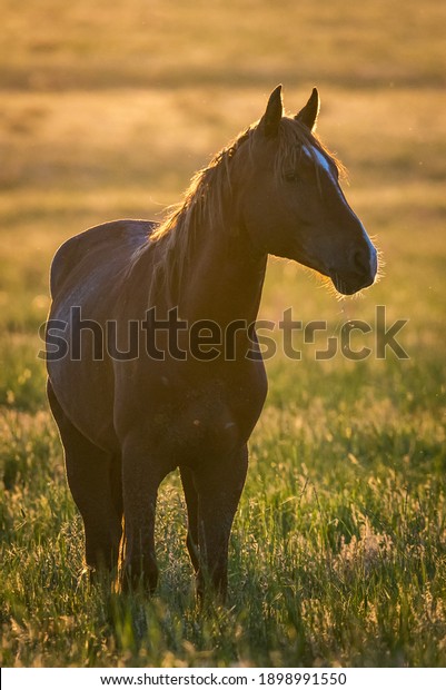 Portrait\
of wild horse in wildlife. Wild horses in\
nature