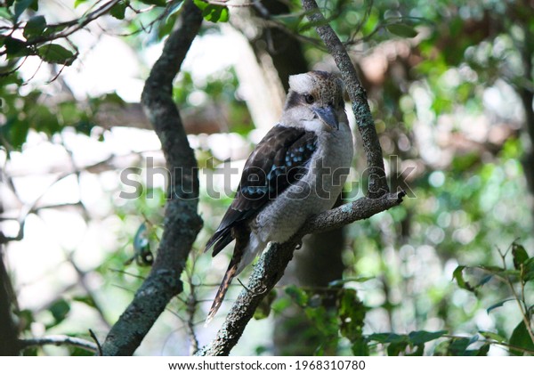 Portrait of\
a wild laughing kookaburra bird perched on a branch in the forest\
of the royal national park near\
Sydney