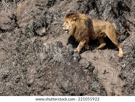 Similar – Image, Stock Photo lion in Masai Mara Kenya