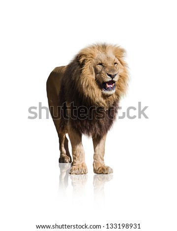 Portrait Of Wild Lion Isolated On White Background