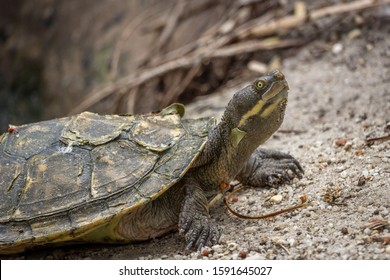 40 Macquarie river turtle Images, Stock Photos & Vectors | Shutterstock