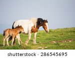 Portrait of wild paint horse with her baby