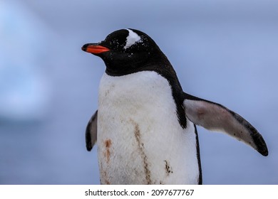 Portrait of a wild penguin with eyes shut and flippers stretched with a natural blue clean blurred background