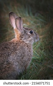 Portrait Of A Wild Rabbit As Seen In Bushy Park Surrey UK