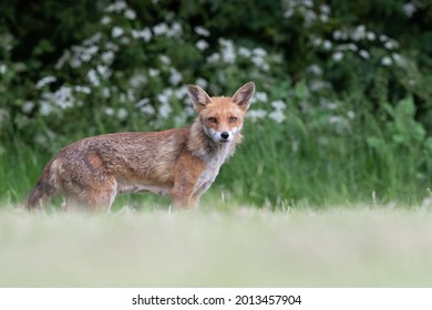 A Portrait Of A Wild Red Fox Cub, Urban Uk Wildlife, British Nature, Animal Portrait