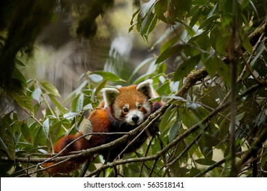 Portrait Of A Wild Red Panda In India