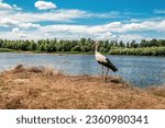 Portrait of wild stork posing on the river bank in summertime