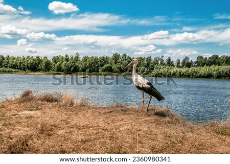 Portrait of wild stork posing on the river bank in summertime