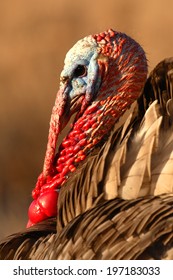 A Portrait Of A Wild Turkey In Breeding Plumage In New Mexico.