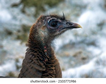 A Portrait Of A Wild Turkey Hen