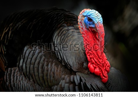 Portrait of Wild Turkey, Meleagris gallopavo, blue and red head. Wildlife animal scene from nature. Red and blue head of bird. Black plumage bird.