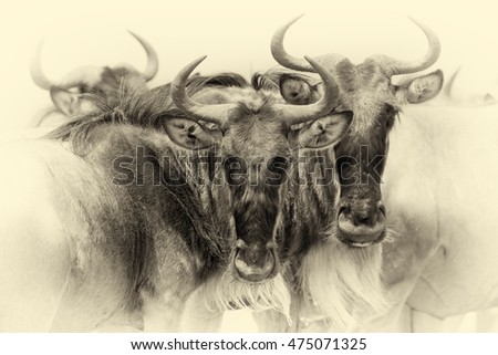 Portrait of a wildebeest, National park of Kenya, Africa. Vintage effect
