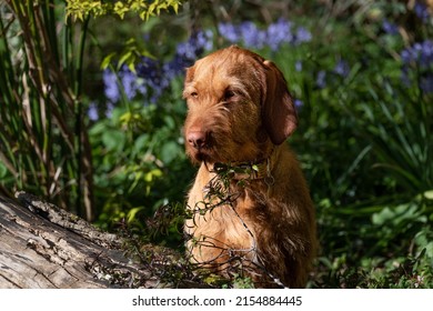 what is the average price for a vizsla puppy