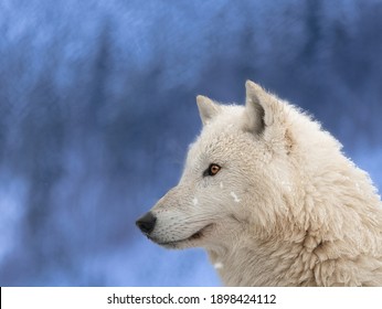 北極オオカミ の画像 写真素材 ベクター画像 Shutterstock