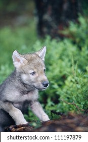 A Portrait Of Wolf Cub