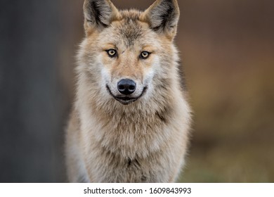 Сlose-up portrait of a wolf. Eurasian wolf, also known as the gray or grey wolf also known as Timber wolf.  Scientific name: Canis lupus lupus. Natural habitat. 