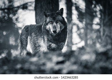 portrait of wolf looking at camera