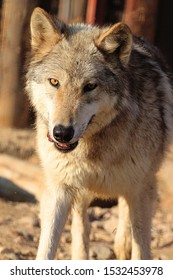 portrait of a wolf looking at the camera