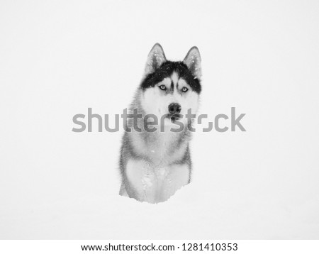 Similar – {greyhound} Dog Husky