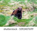 Portrait of a Wolverine (Gulo gulo)