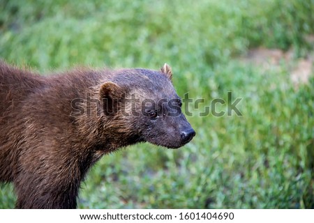 Portrait of wolverine. Gulo gulo.