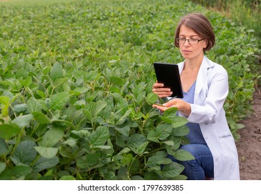 Portrait of a woman agronomist holding a digital tablet and examined soybean leaves growing on the field.
