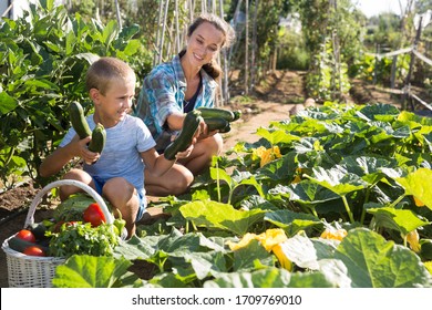 Portrait of woman with boy working in garden, harvesting ripe zucchini - Powered by Shutterstock