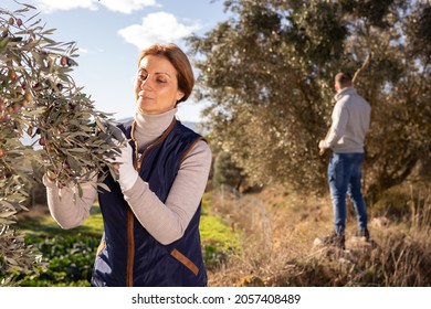 Portrait of woman farmer engaged in growing olives, picking fresh olives from trees.. - Powered by Shutterstock