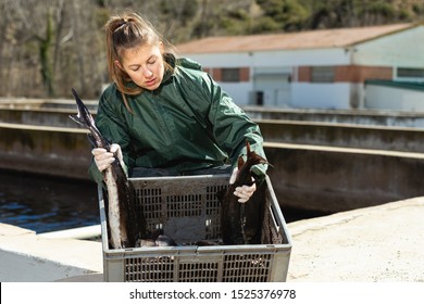 Portrait Of Woman Fish Farm Worker Demonstrating Sturgeon