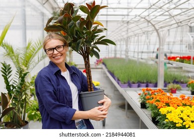 Portrait Of A Woman With Indoor Plants In Her Hands In A Greenhouse