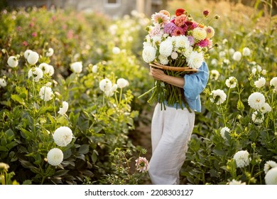 Portrait of a woman with lots of freshly picked up colorful dahlias and lush amaranth flower on rural farm during sunset - Shutterstock ID 2208303127