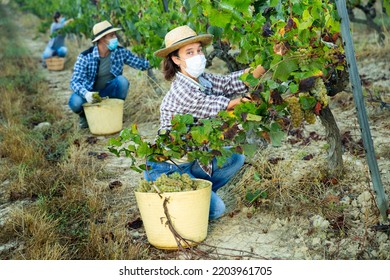 Portrait Of Woman Winemaker In Medical Mask Picking Harvest Of Grapes In Vineyard At Fields