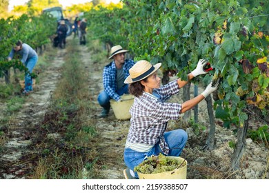 Portrait Of Woman Winemaker Picking Harvest Of Grapes In Vineyard At Fields