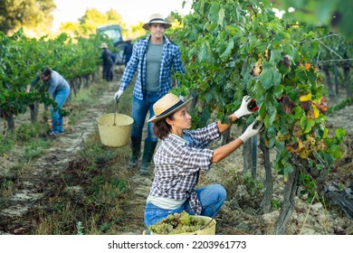 Portrait Of Woman Winemaker Picking Harvest Of Grapes In Vineyard At Fields