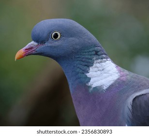 Portrait of a wood pigeon bird head