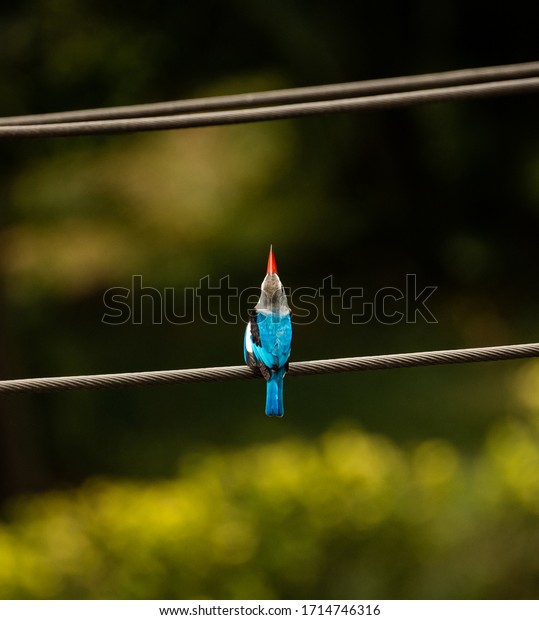 Portrait of Woodland\
Kingfisher (Halcyon senegalensis) or a tree kingfisher perched on\
an electric wire, while looking up, against an isolated background\
in Lagos, Nigeria